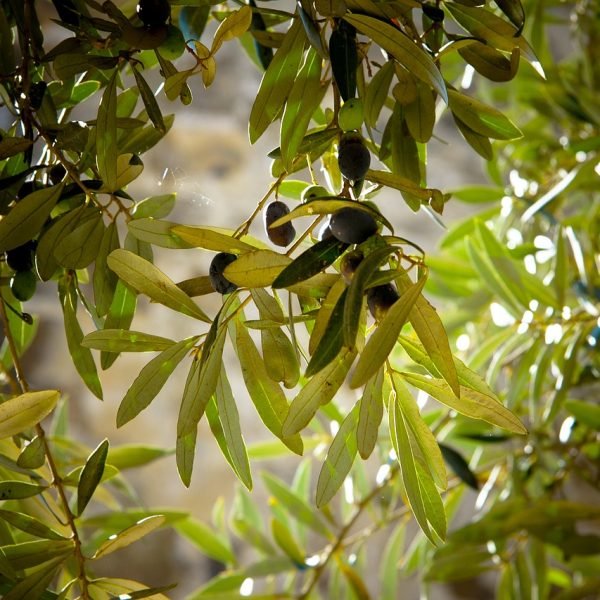 olives, tree, olive tree