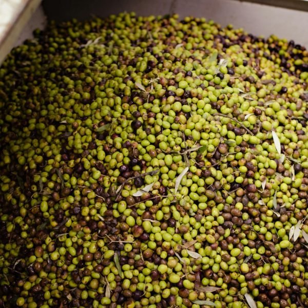 A large batch of freshly harvested olives in a container at an olive processing facility in Nafplion, Greece.