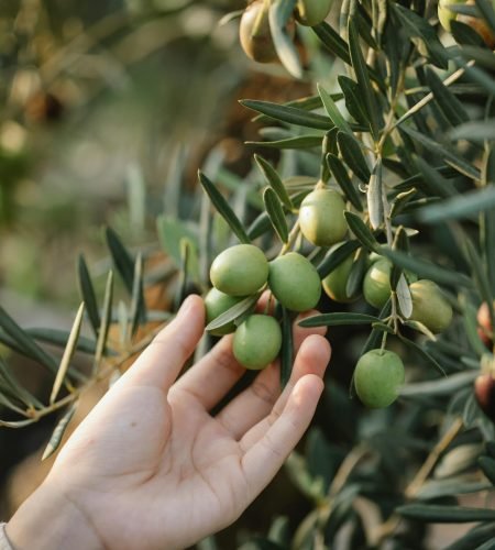 Crop unrecognizable gardener picking organic green olives ripening on lush tree in agricultural garden